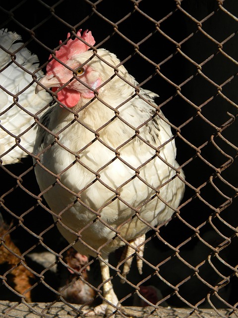 伞教练是你 伞教练是你